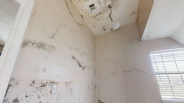 Mold Remediation for Rental Properties in Broadway, VA